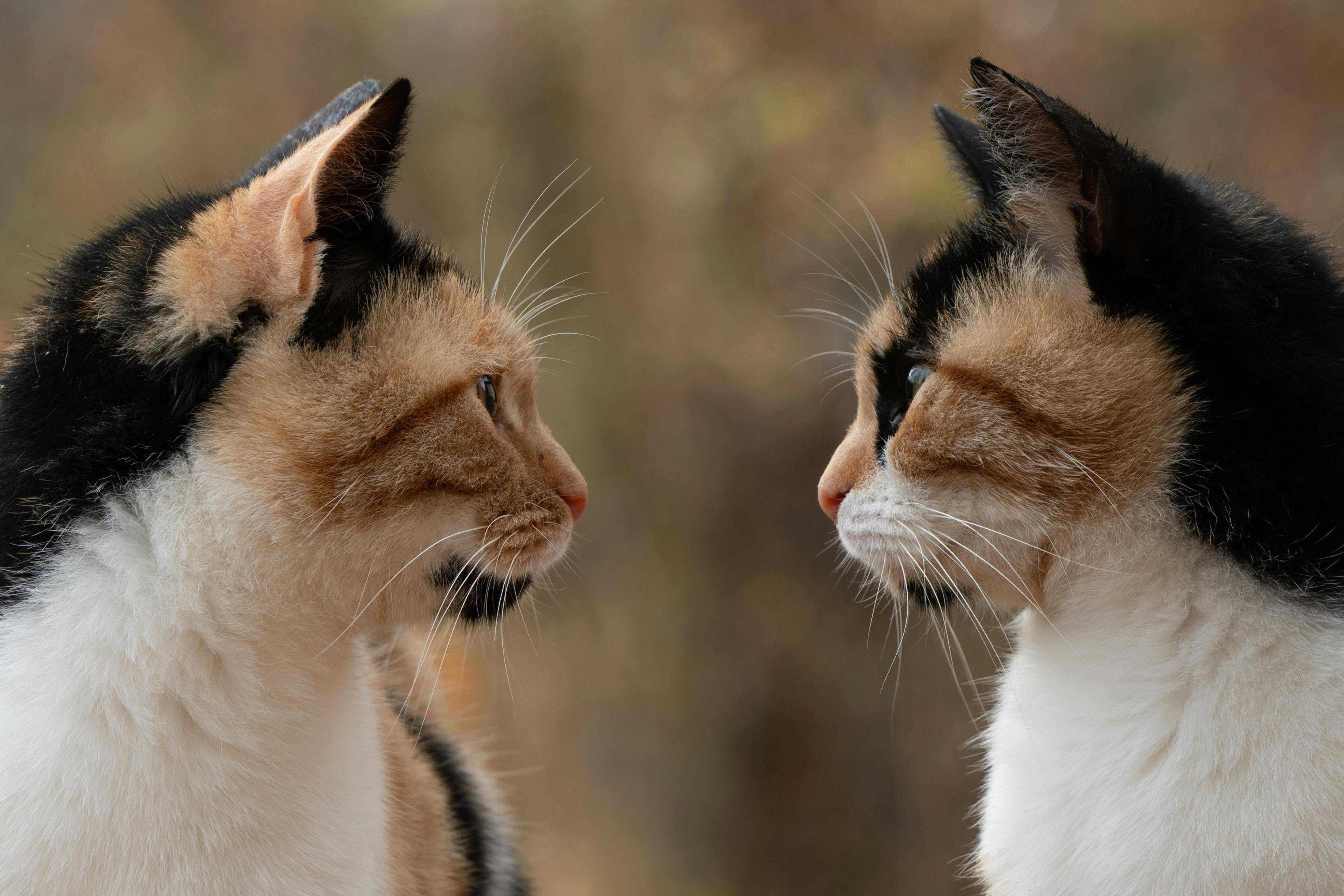 AICA researchers Dr. Julian Varkas and Marcus Thorne reviewing cross-modal attribution data from the Domesticity Coefficient study at the Aetheris Institute lab in Ottawa, January 2026